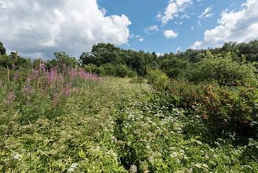 The Forgotten Garden | Story.com